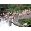 Zu Beusch im Züri Zoo, die Flamingos...
